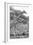 Awesome South Africa Collection B&W - Giraffe in the Savanna II-Philippe Hugonnard-Framed Photographic Print