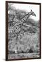 Awesome South Africa Collection B&W - Giraffe in the Savanna II-Philippe Hugonnard-Framed Photographic Print