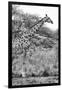 Awesome South Africa Collection B&W - Giraffe in the Savanna II-Philippe Hugonnard-Framed Photographic Print