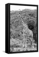 Awesome South Africa Collection B&W - Giraffe in the Savanna III-Philippe Hugonnard-Framed Stretched Canvas