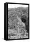 Awesome South Africa Collection B&W - Giraffe in the Savanna III-Philippe Hugonnard-Framed Stretched Canvas