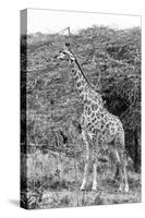 Awesome South Africa Collection B&W - Giraffe in the Savanna III-Philippe Hugonnard-Stretched Canvas