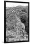 Awesome South Africa Collection B&W - Giraffe in the Savanna III-Philippe Hugonnard-Framed Photographic Print