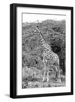 Awesome South Africa Collection B&W - Giraffe in the Savanna III-Philippe Hugonnard-Framed Photographic Print