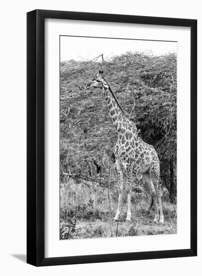 Awesome South Africa Collection B&W - Giraffe in the Savanna III-Philippe Hugonnard-Framed Photographic Print