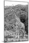 Awesome South Africa Collection B&W - Giraffe in the Savanna III-Philippe Hugonnard-Mounted Photographic Print