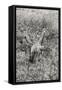 Awesome South Africa Collection B&W - Giraffe in the Savanna-Philippe Hugonnard-Framed Stretched Canvas