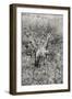 Awesome South Africa Collection B&W - Giraffe in the Savanna-Philippe Hugonnard-Framed Photographic Print