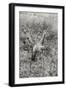 Awesome South Africa Collection B&W - Giraffe in the Savanna-Philippe Hugonnard-Framed Photographic Print