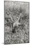 Awesome South Africa Collection B&W - Giraffe in the Savanna-Philippe Hugonnard-Mounted Photographic Print