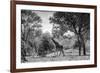 Awesome South Africa Collection B&W - Giraffe in the Savanna-Philippe Hugonnard-Framed Photographic Print