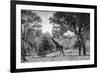 Awesome South Africa Collection B&W - Giraffe in the Savanna-Philippe Hugonnard-Framed Photographic Print