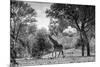 Awesome South Africa Collection B&W - Giraffe in the Savanna-Philippe Hugonnard-Mounted Photographic Print