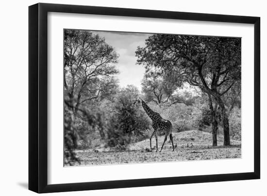 Awesome South Africa Collection B&W - Giraffe in the Savanna-Philippe Hugonnard-Framed Photographic Print