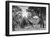Awesome South Africa Collection B&W - Giraffe in the Savanna-Philippe Hugonnard-Framed Photographic Print