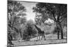 Awesome South Africa Collection B&W - Giraffe in the Savanna-Philippe Hugonnard-Mounted Photographic Print