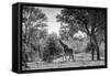 Awesome South Africa Collection B&W - Giraffe in the Savanna-Philippe Hugonnard-Framed Stretched Canvas