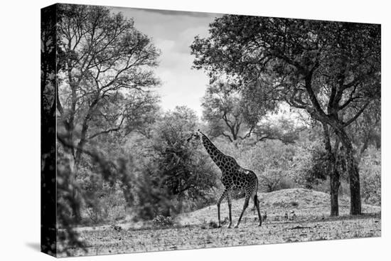 Awesome South Africa Collection B&W - Giraffe in the Savanna-Philippe Hugonnard-Stretched Canvas