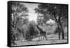 Awesome South Africa Collection B&W - Giraffe in the Savanna-Philippe Hugonnard-Framed Stretched Canvas