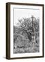 Awesome South Africa Collection B&W - Giraffe Mother and Young I-Philippe Hugonnard-Framed Photographic Print