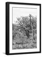 Awesome South Africa Collection B&W - Giraffe Mother and Young I-Philippe Hugonnard-Framed Photographic Print