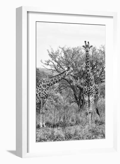 Awesome South Africa Collection B&W - Giraffe Mother and Young I-Philippe Hugonnard-Framed Photographic Print