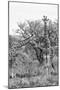 Awesome South Africa Collection B&W - Giraffe Mother and Young I-Philippe Hugonnard-Mounted Photographic Print