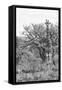 Awesome South Africa Collection B&W - Giraffe Mother and Young I-Philippe Hugonnard-Framed Stretched Canvas