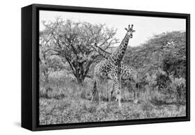 Awesome South Africa Collection B&W - Giraffe Mother and Young II-Philippe Hugonnard-Framed Stretched Canvas
