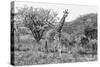 Awesome South Africa Collection B&W - Giraffe Mother and Young II-Philippe Hugonnard-Stretched Canvas