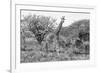 Awesome South Africa Collection B&W - Giraffe Mother and Young II-Philippe Hugonnard-Framed Photographic Print