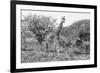 Awesome South Africa Collection B&W - Giraffe Mother and Young II-Philippe Hugonnard-Framed Photographic Print