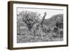 Awesome South Africa Collection B&W - Giraffe Mother and Young II-Philippe Hugonnard-Framed Premium Photographic Print