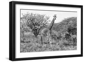 Awesome South Africa Collection B&W - Giraffe Mother and Young II-Philippe Hugonnard-Framed Premium Photographic Print