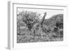 Awesome South Africa Collection B&W - Giraffe Mother and Young II-Philippe Hugonnard-Framed Premium Photographic Print
