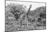 Awesome South Africa Collection B&W - Giraffe Mother and Young II-Philippe Hugonnard-Mounted Premium Photographic Print