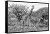 Awesome South Africa Collection B&W - Giraffe Mother and Young II-Philippe Hugonnard-Framed Stretched Canvas