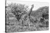 Awesome South Africa Collection B&W - Giraffe Mother and Young II-Philippe Hugonnard-Stretched Canvas