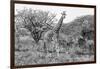 Awesome South Africa Collection B&W - Giraffe Mother and Young II-Philippe Hugonnard-Framed Photographic Print