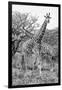 Awesome South Africa Collection B&W - Giraffe Mother and Young III-Philippe Hugonnard-Framed Photographic Print