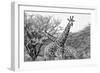 Awesome South Africa Collection B&W - Giraffe Mother and Young IV-Philippe Hugonnard-Framed Photographic Print