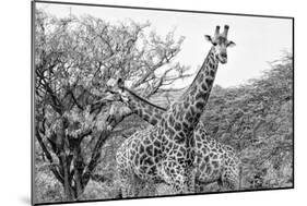 Awesome South Africa Collection B&W - Giraffe Mother and Young IV-Philippe Hugonnard-Mounted Photographic Print