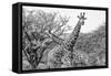 Awesome South Africa Collection B&W - Giraffe Mother and Young IV-Philippe Hugonnard-Framed Stretched Canvas