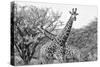 Awesome South Africa Collection B&W - Giraffe Mother and Young IV-Philippe Hugonnard-Stretched Canvas