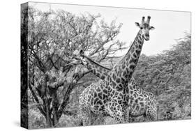 Awesome South Africa Collection B&W - Giraffe Mother and Young IV-Philippe Hugonnard-Stretched Canvas