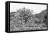 Awesome South Africa Collection B&W - Giraffe Mother and Young-Philippe Hugonnard-Framed Stretched Canvas