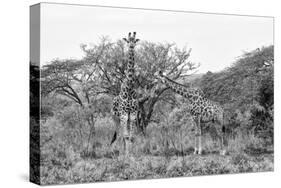 Awesome South Africa Collection B&W - Giraffe Mother and Young-Philippe Hugonnard-Stretched Canvas