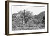 Awesome South Africa Collection B&W - Giraffe Mother and Young-Philippe Hugonnard-Framed Photographic Print