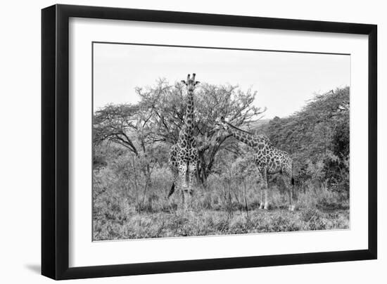 Awesome South Africa Collection B&W - Giraffe Mother and Young-Philippe Hugonnard-Framed Photographic Print