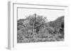 Awesome South Africa Collection B&W - Giraffe Mother and Young-Philippe Hugonnard-Framed Photographic Print